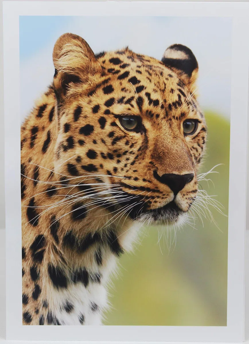 De inyección de tinta papel fotográfico brillante 49lb. 9,9 mil 11 x 14 "-50 hojas