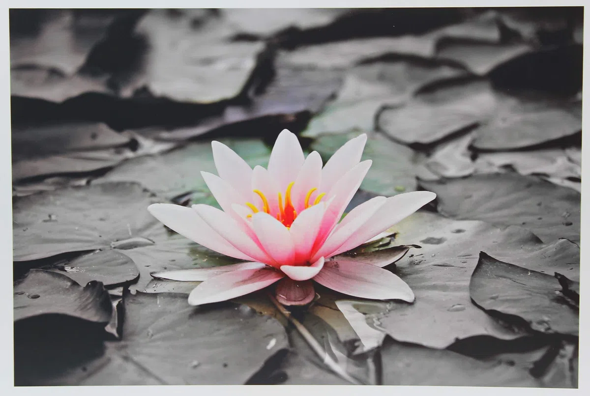 De inyección de tinta papel fotográfico brillante 49lb. 9,9 mil 11 x 14 "-50 hojas